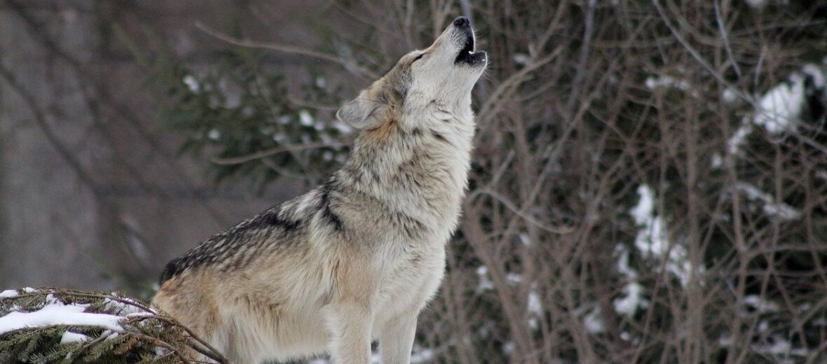 Where Wolf? There Wolf. | Critter Science