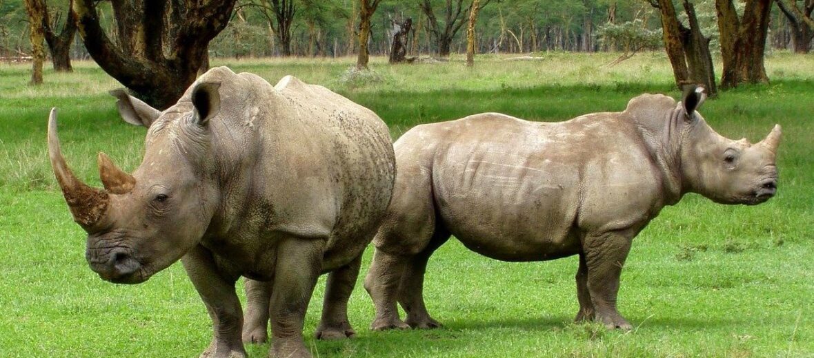 white rhinoceros