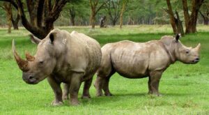 white rhinoceros