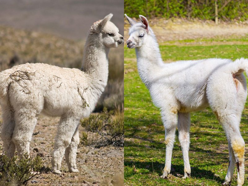 Alpaca vs Llama. What's the difference? | Critter Science