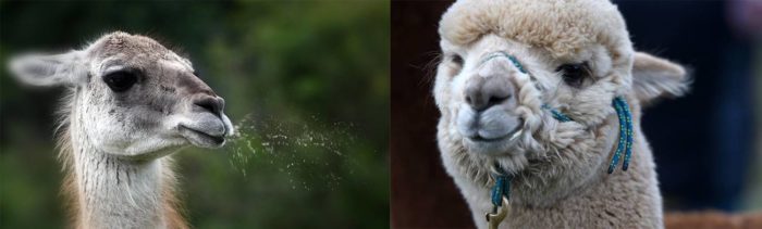 Alpaca vs Llama. What's the difference? – Critter Science