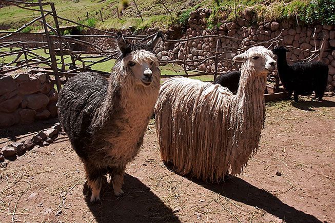 Alpaca vs Llama. What's the difference? – Critter Science