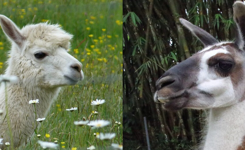 alpaca vs llama