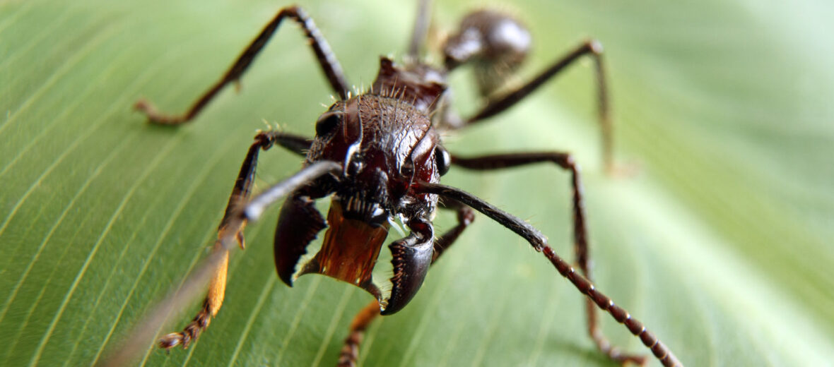 bullet ant, Critter Science