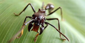 bullet ant