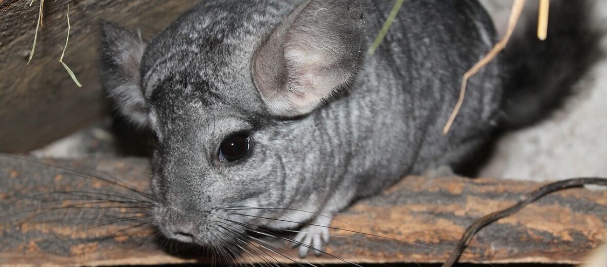 chinchilla