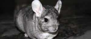 chinchilla