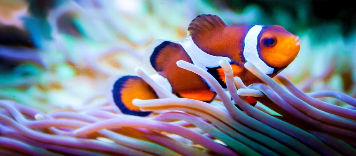 clownfish