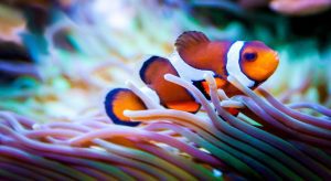 clownfish