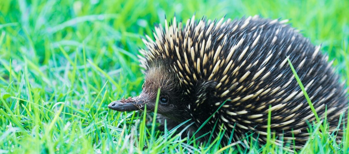 echidna