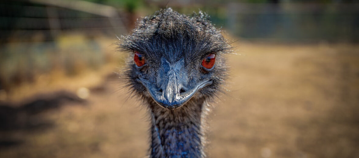 emu