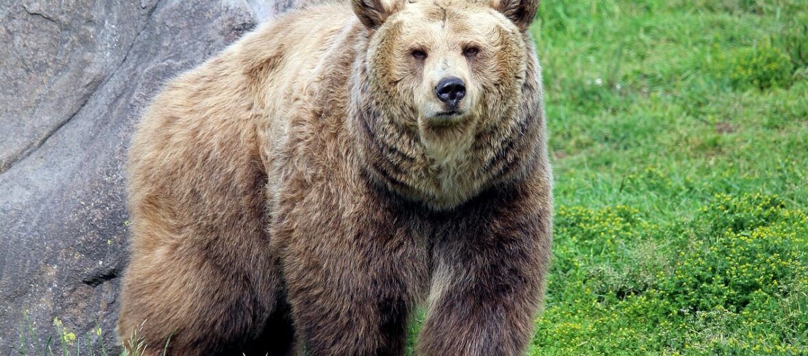 grizzly bear, Critter Science