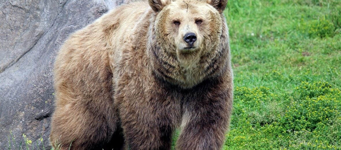 grizzly bear