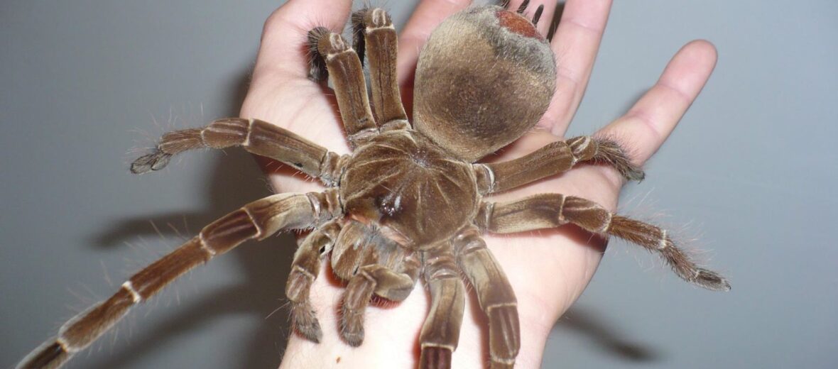 goliath bird eating tarantula full grown