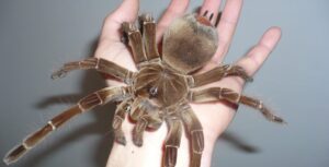 goliath bird eating tarantula