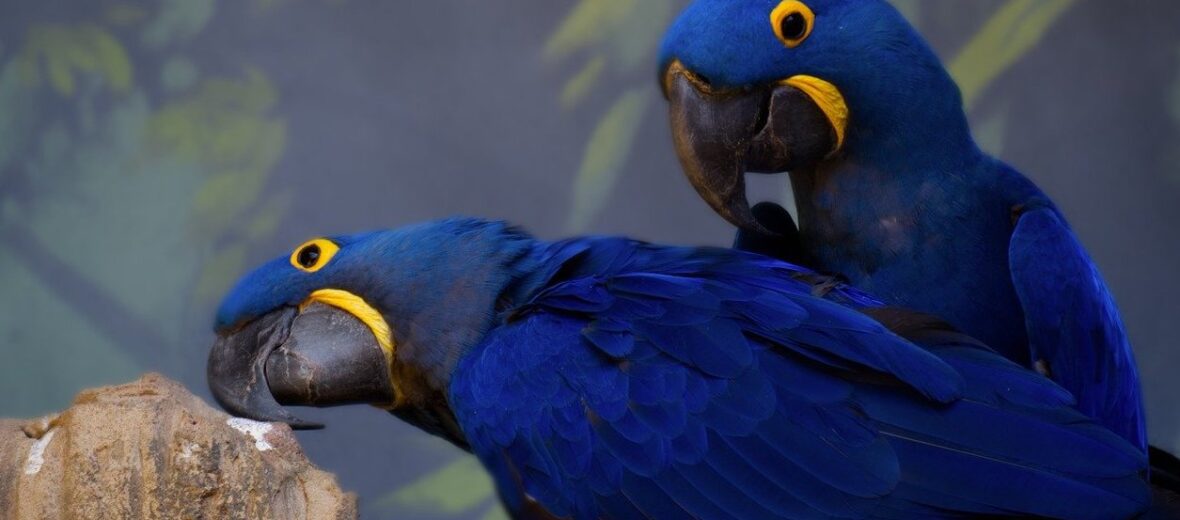 hyacinth macaw