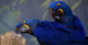 hyacinth macaw