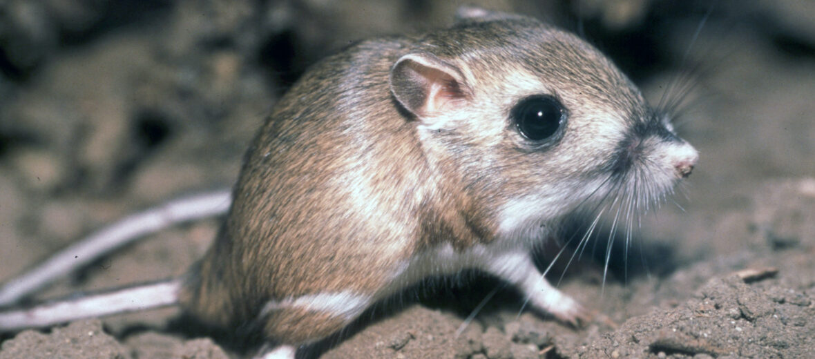 kangaroo rat