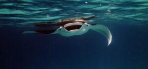 manta ray