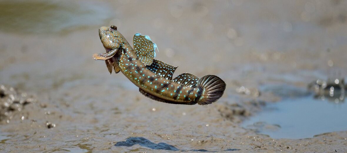 mudskipper