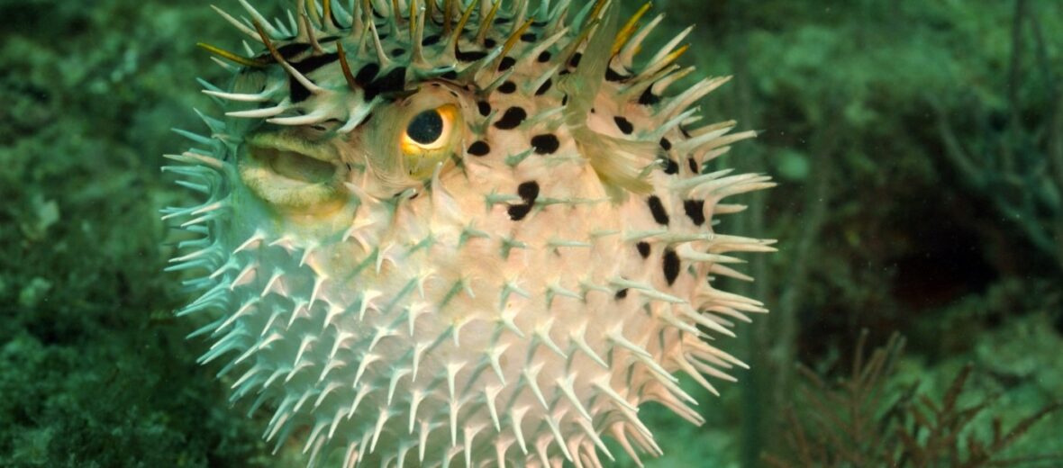 Puffer Fish Bite Force