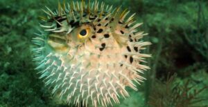 pufferfish