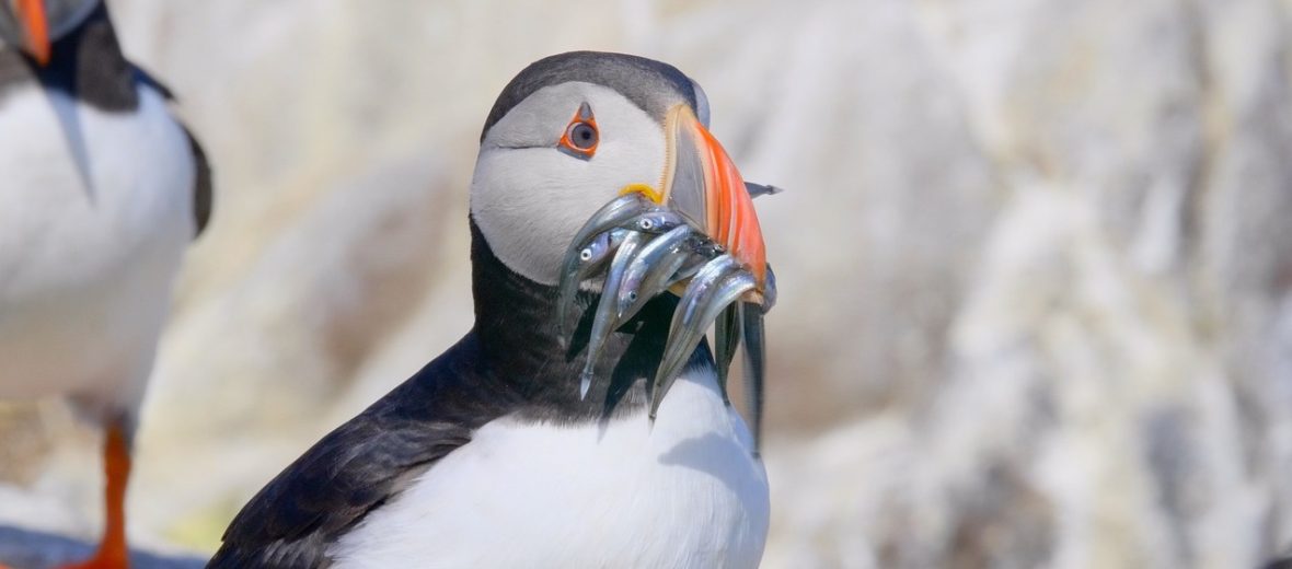 Everyone loves puffins. So how are these adorable seabirds faring