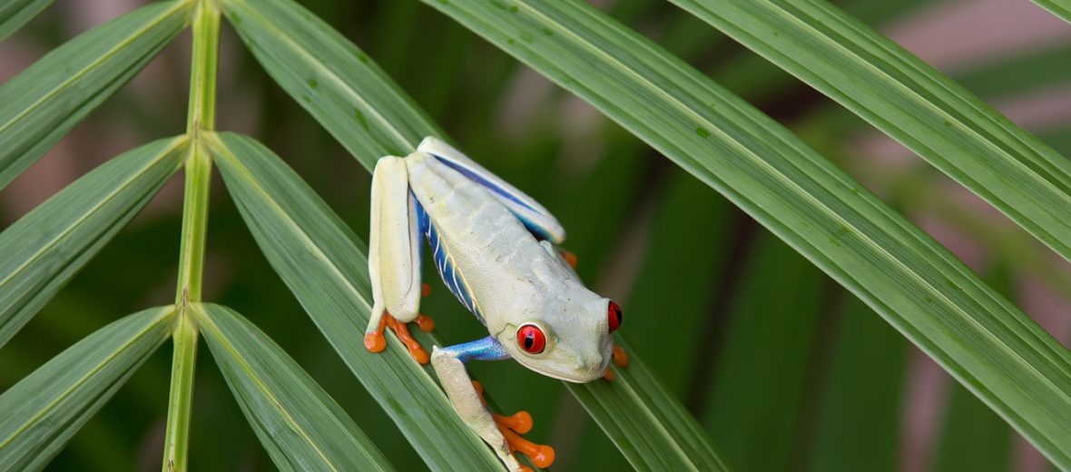 red eyed treefrog