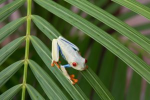 red eyed treefrog