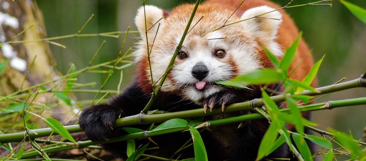 red panda