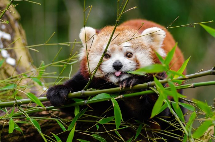 The Adorable Red Panda | Critter Science