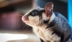 sugar glider