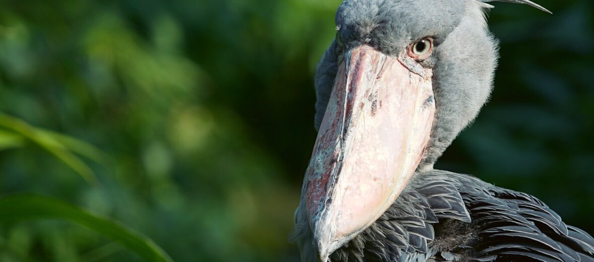 shoebill