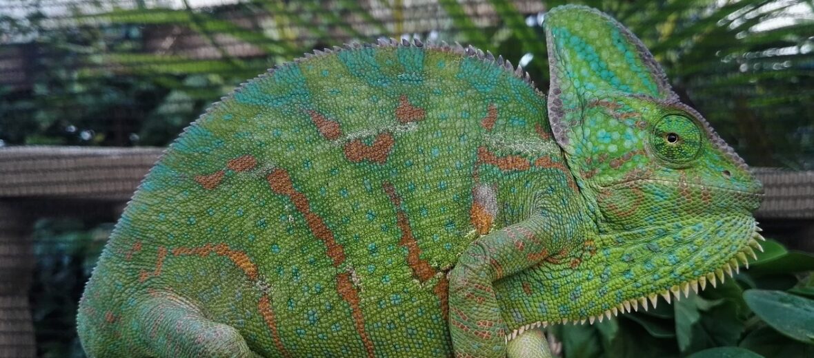 veiled chameleon