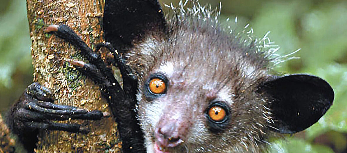 aye-aye