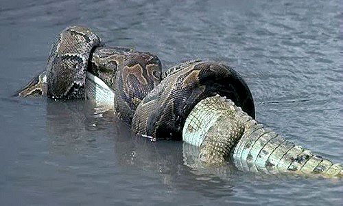 anaconda-rainforest-animals