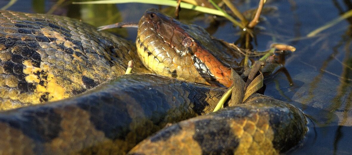 anacondas