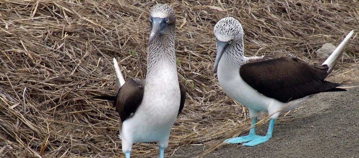blue footed booby, Critter Science
