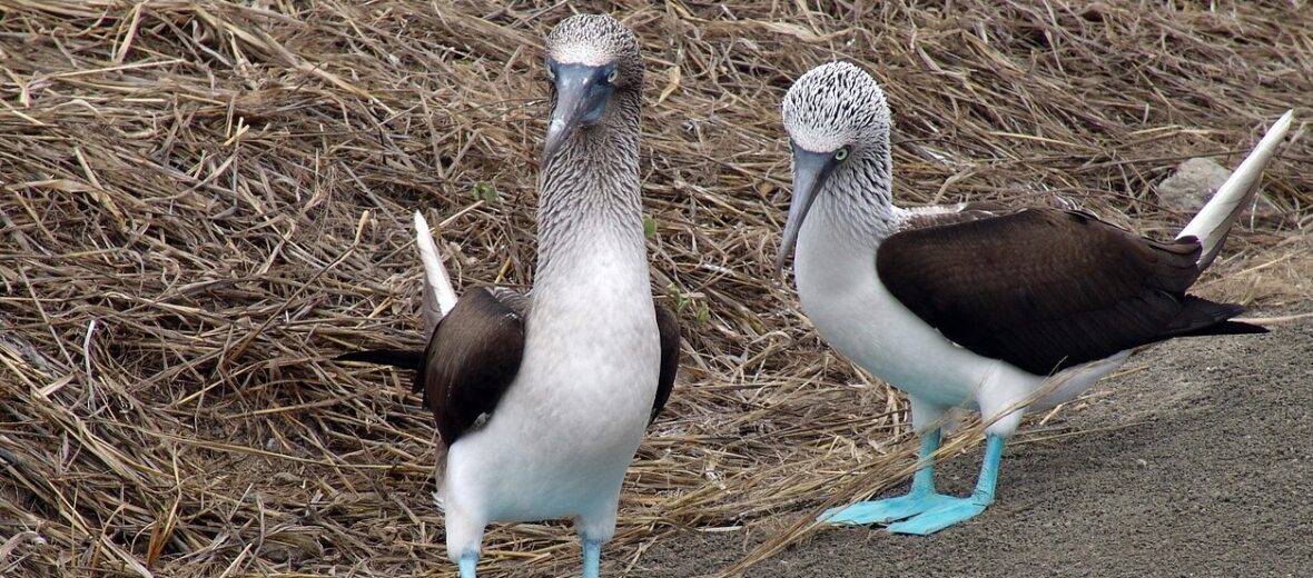 blue footed booby