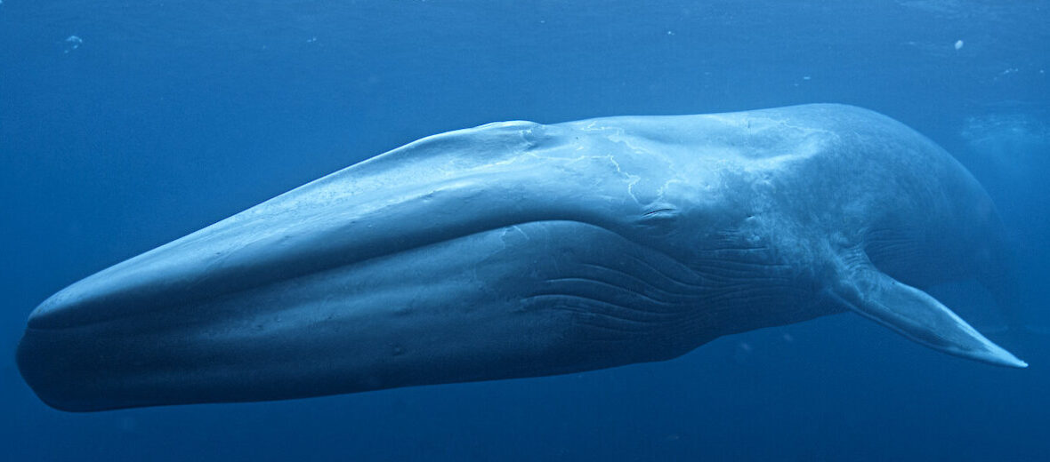 blue whale, Critter Science