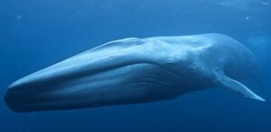 blue whale
