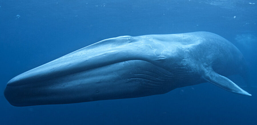 Are You Ready for a Blue Whale of a Story? | Critter Science