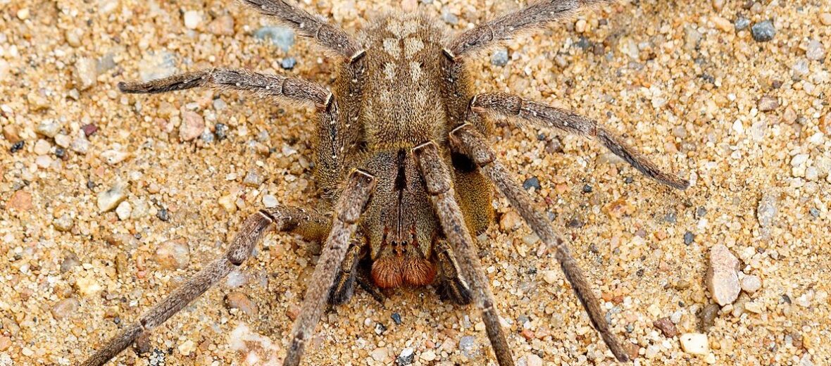 Brazilian wandering spider