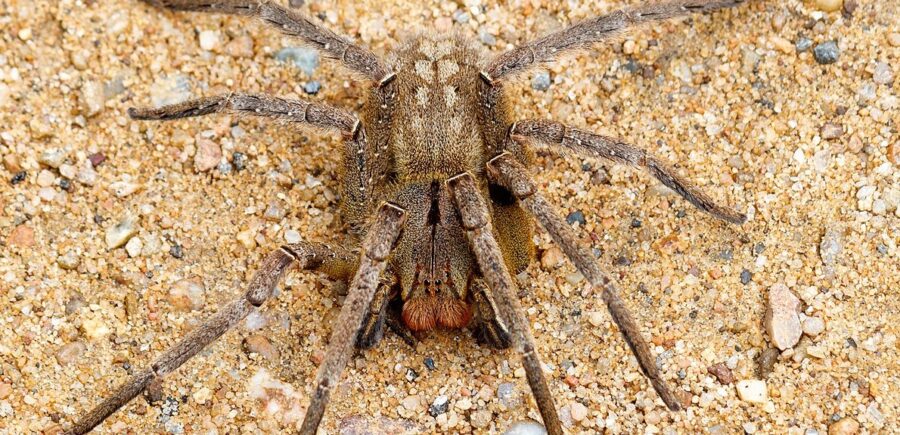 The Deadly Brazilian Wandering Spider – Critter Science