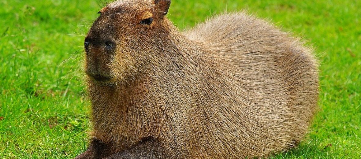 The Winner of the World's Largest Rodent... The Capybara | Critter Science