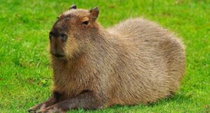 capybara