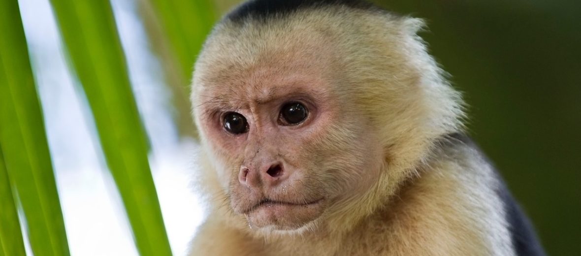 capuchin monkey