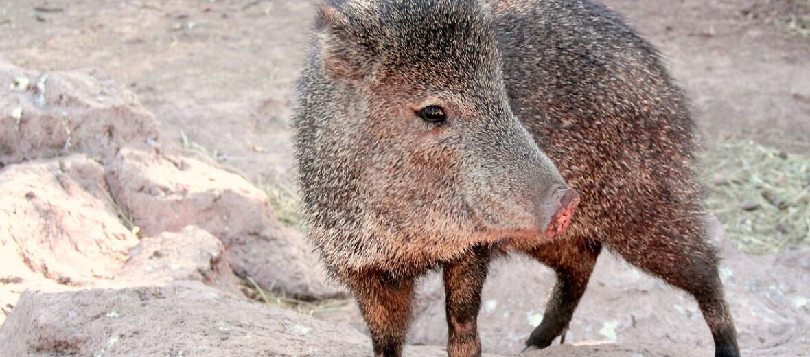 collared peccary