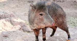 collared peccary