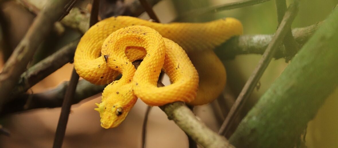 The Beautiful, Quick, and Deadly Eyelash Viper | Critter Science